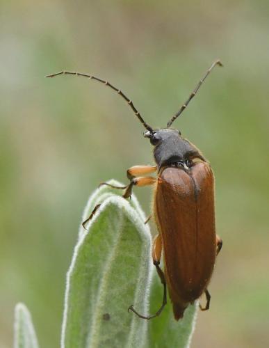 Réf. 216 339 : Cebrio gigas